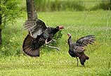 Wild Turkey Dance