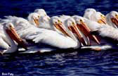 White pelican group