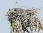 Great Blue Heron nesting - 1