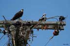 The Lost Art Of Nest Building - Osprey