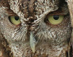 Screech Owl #3