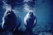 Two manatees breathing at surface.