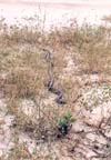 Florida Indigo Snake