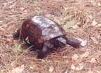Shiny Gopher Tortoise
