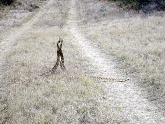 Rattlesnakes mating ritual #3