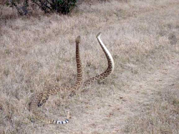 Rattlesnakes mating ritual #6