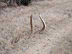 Rattlesnakes mating #6
