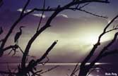 Heron Silhouette at dawn.