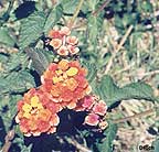 Lantana