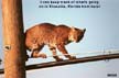 Bob Cat on wires.